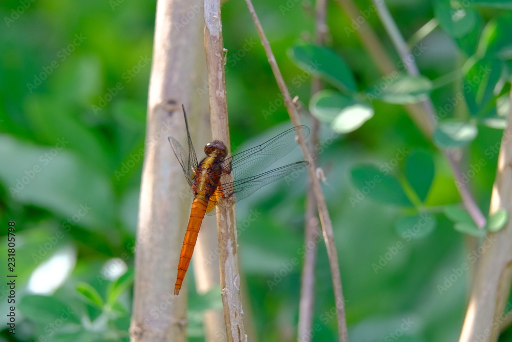Marco view of a red hot color dragonfly Marco view of a red hot color dragonfly