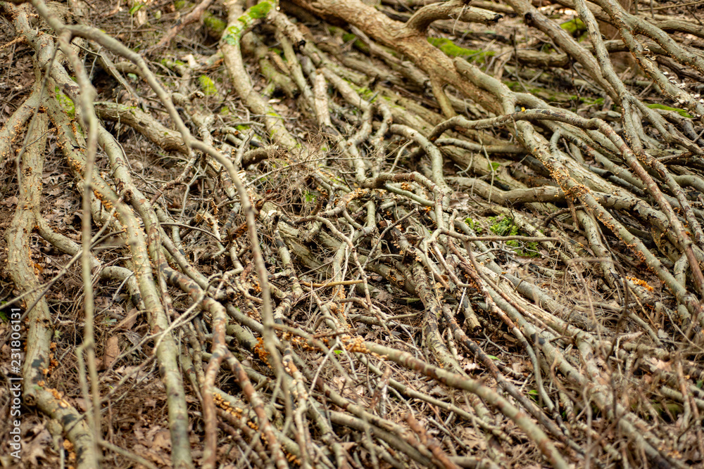 Isolated tree roots on the forest floor, water erosion Isolated tree roots on the forest floor, water erosion