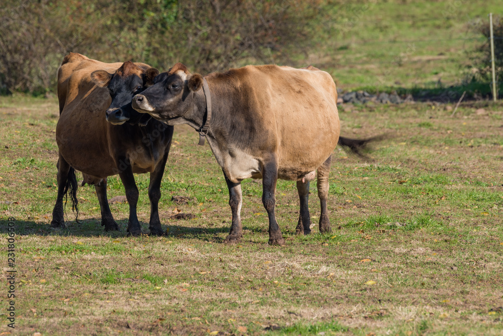Two affectionate Jersey dairy cows 
