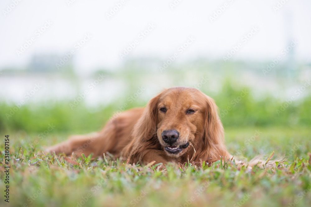 Golden Retriever playing in the meadow