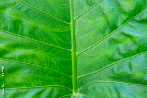 Large leaves Bright green for background