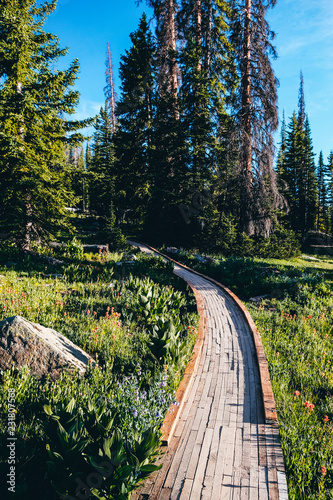 Hiking Pathway Through Alpine Trees