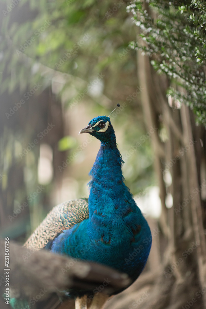 Obraz premium Pavo real Mexicano