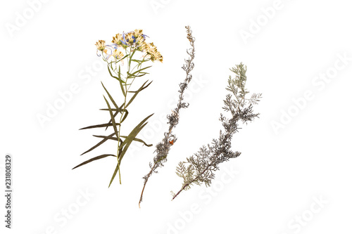 Herbarium with dry pressed plants on white. Green autumn leaves isolated on white background. Top view. Macro image of herbarium, botany.