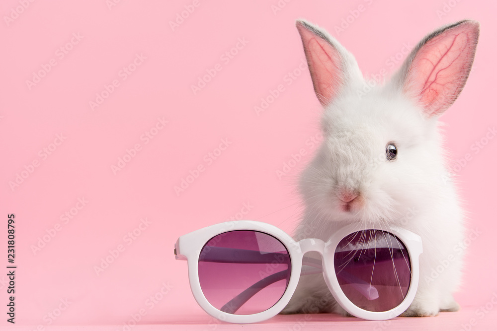 Fototapeta premium Cute bunny rabbit on pink background with fashionable pair of glasses.