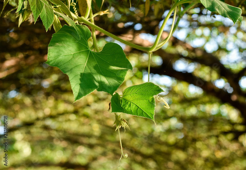  Leaves and vine of calabash, bottle gourd, Lagenaria siceraria or long melon, New Guinea bean, is a vine grown for its fruit, which can be harvested for vegetable or wait dried fruit for utensil.