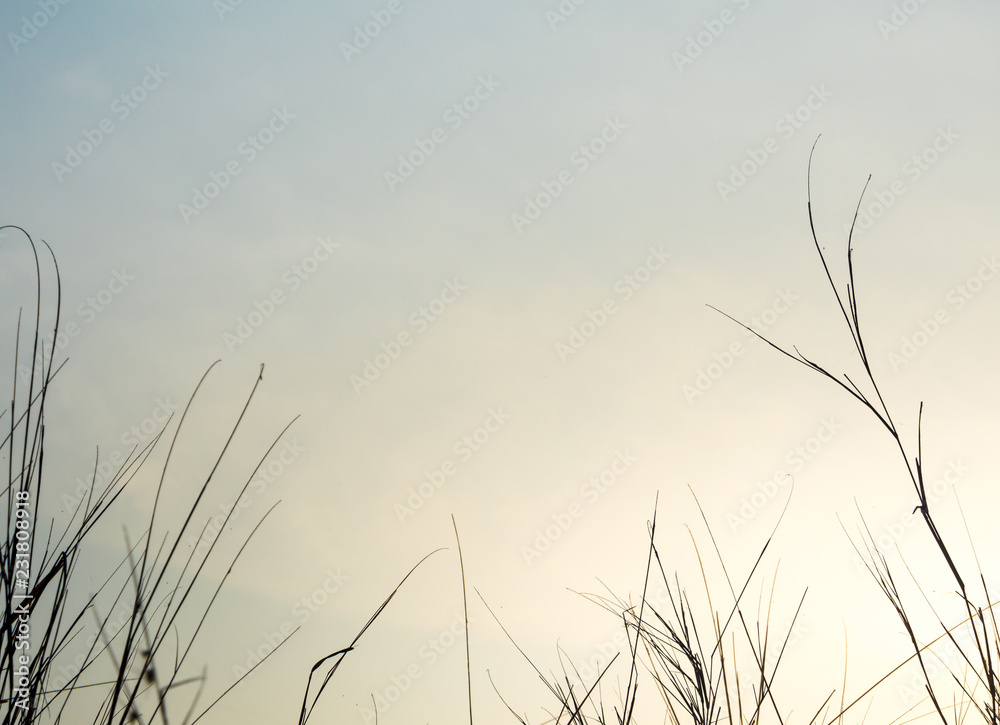 Dried blade of grass in the evening light Dried blade of grass in the evening light