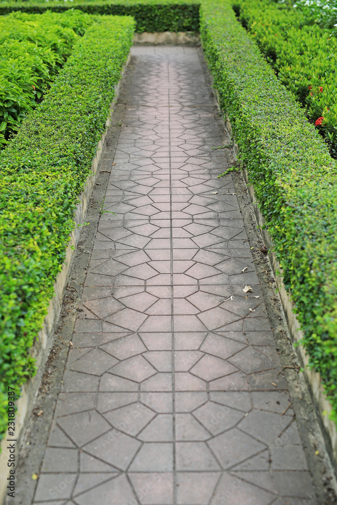 The walk path in the park between green leaves wall fence background.