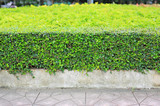 Green leaves wall fence background. Garden decoration.