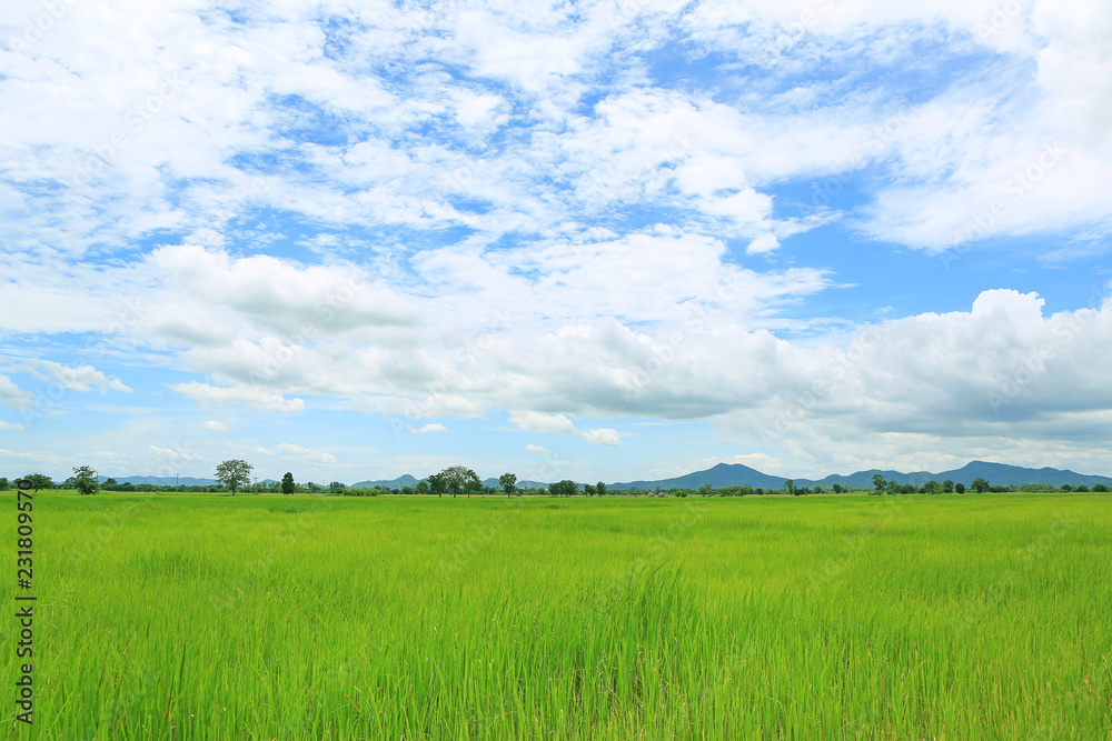 Landscape view young green paddy fields with sky and mountains in the background.