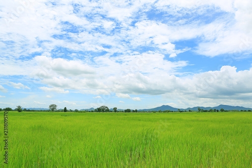 Landscape view young green paddy fields with sky and mountains in the background. © zilvergolf