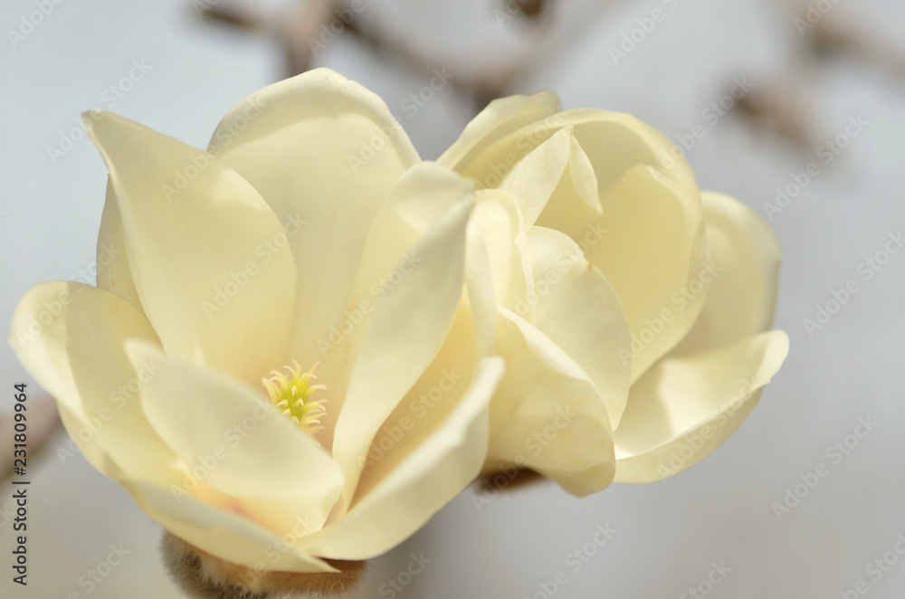 Magnolia Magnolia