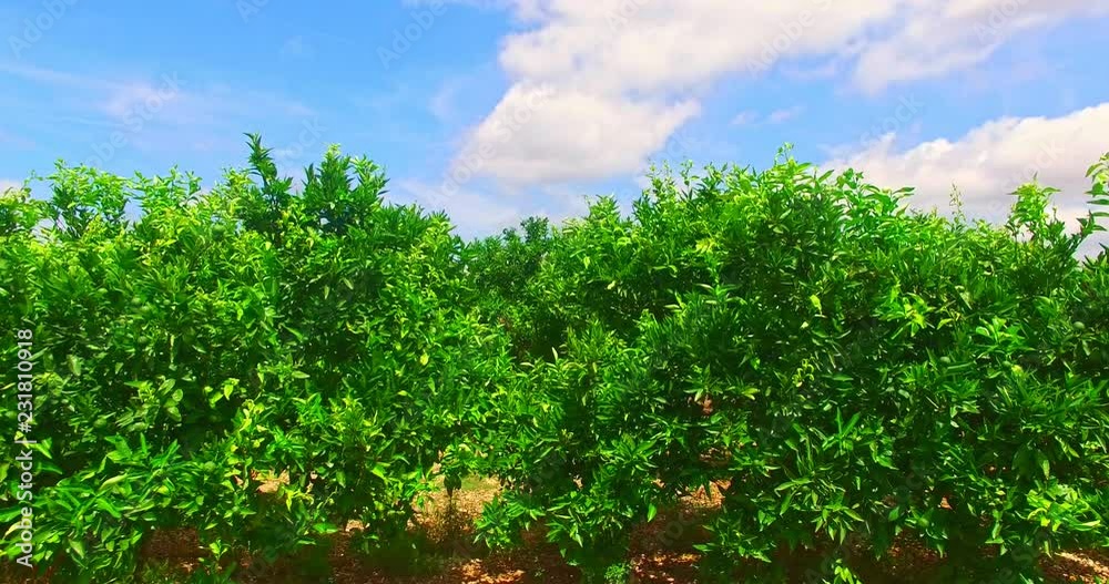 The mandarin trees in orchard The mandarin trees in orchard