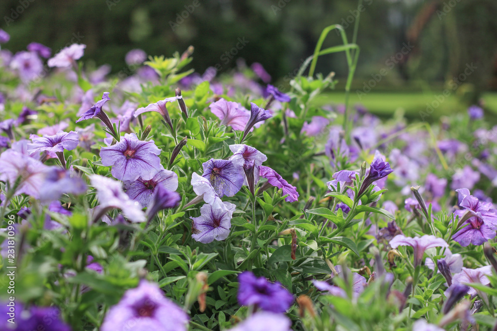 Obraz premium beautiful purple flowers in the garden