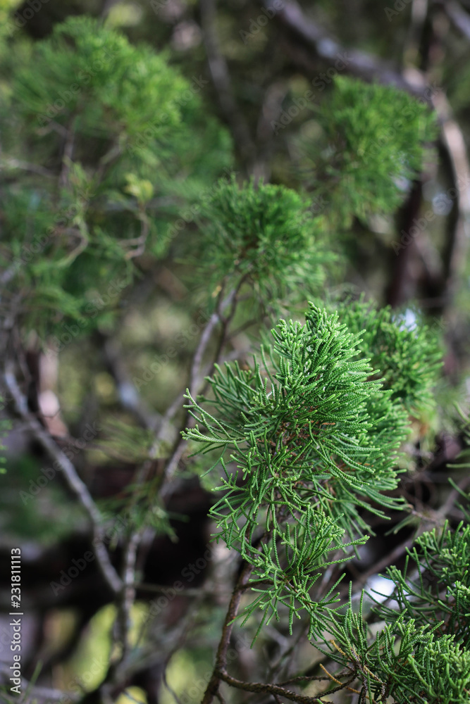 fir trees in the park