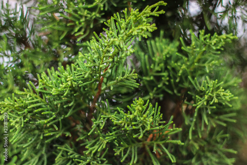 fir trees in the park