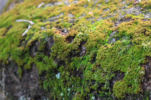 moss stuck to the rock