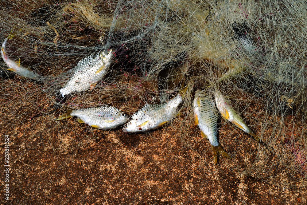 Freshwater Fish in Fishing Net in Fisherman Hands, Local Fishing