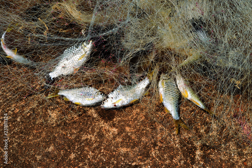 Many freshwater fishes caught with local  tool , Fisherman hands take fish off fishing net ,  Cyprinidae fish  (Mystacoleucus marginatus) in Thailand photo