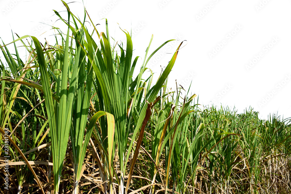 Obraz premium Sugarcane fields on white background