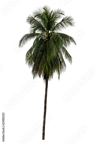 Coconut tree. isolated on white background with a high resolution suitable for graphic. with clipping path