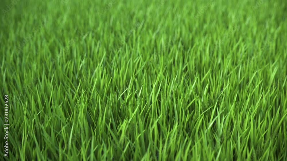 Looped animation of flying over a green lawn in 4k ultra HD Looped animation of flying over a green lawn in 4k ultra HD