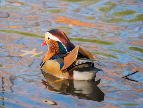 Mandarin Duck