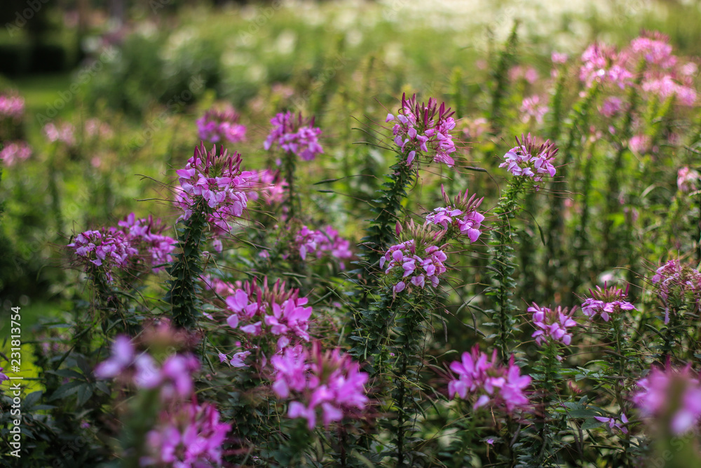 beautiful purple flowers in the garden