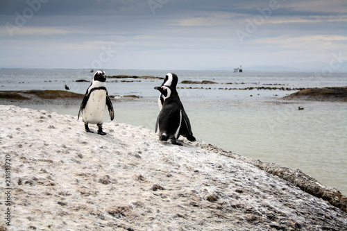 3 Penguins in South Africa