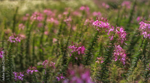 beautiful purple flowers in the garden