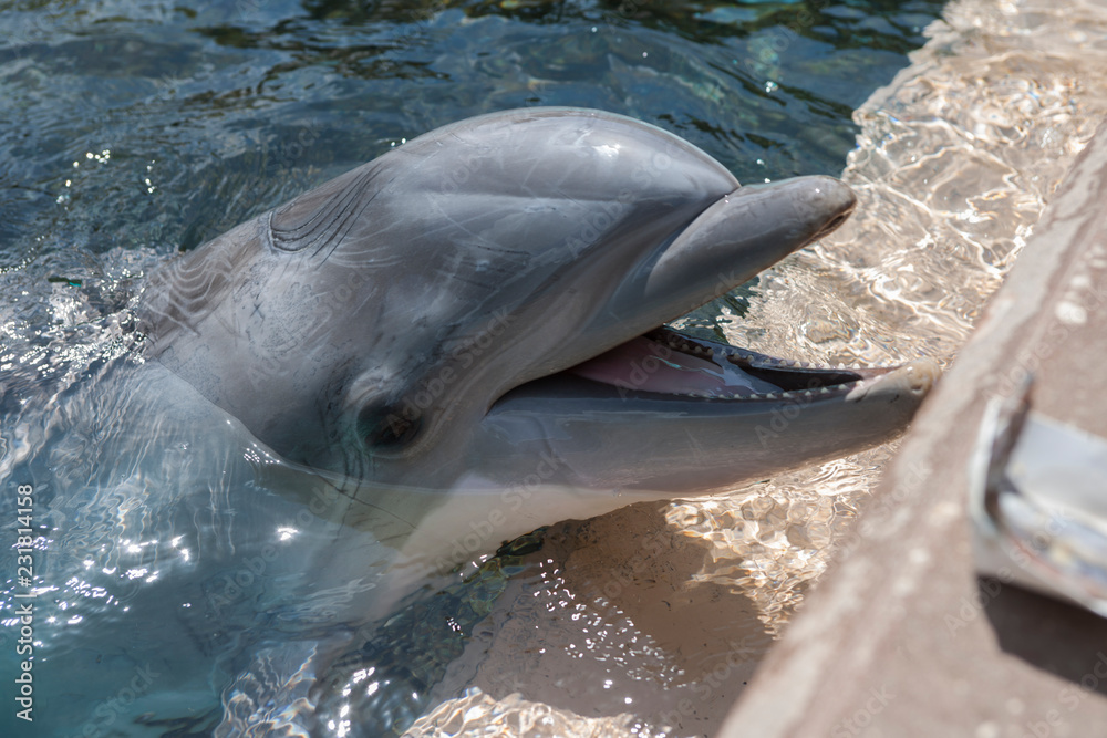 Naklejka premium Дельфин / Dolphin