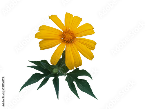 Mexican sunflower or tithonia diversifolia with leaf isolated on whit background with clipping path. photo