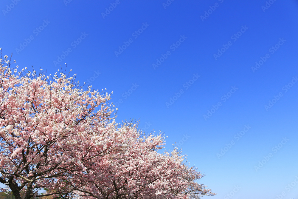 Japanese landscape with cherry blossoms Japanese landscape with cherry blossoms