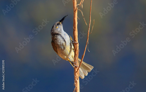 Brown Honeyeater photo