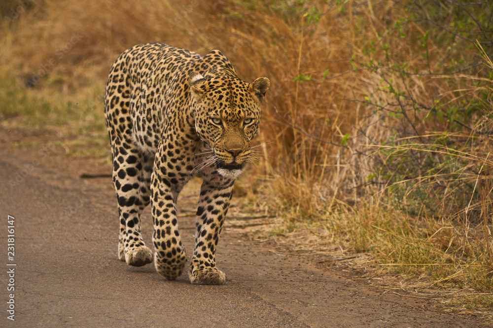 Fototapeta premium Male leopard walking down the road marking his territory 