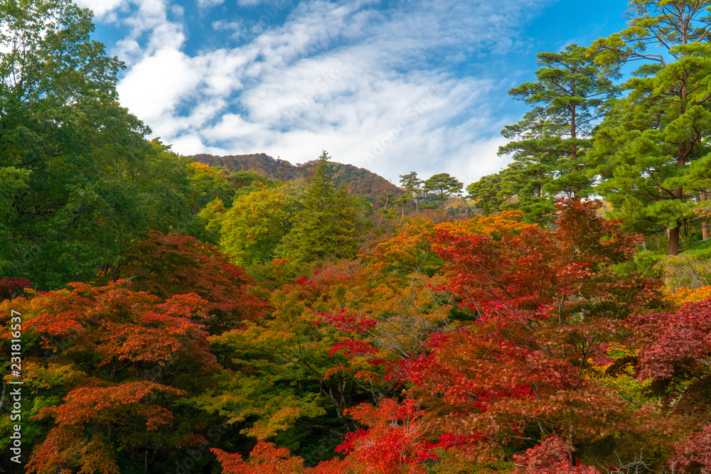 日差しの降り注ぐ秋の紅葉