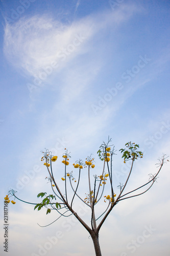 Marigold tree on the blue sky