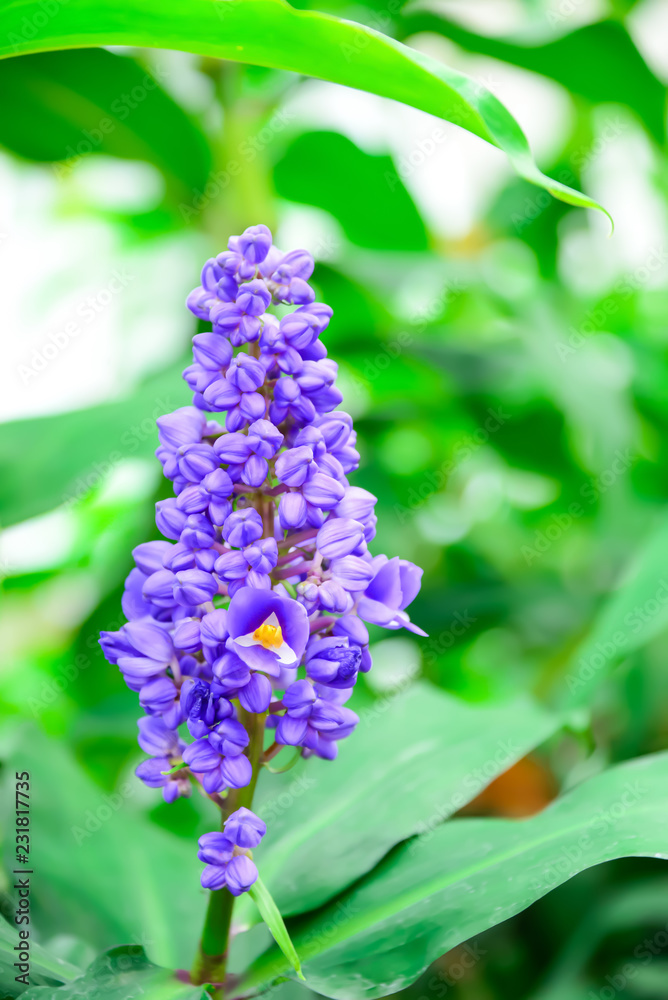 Purple flowers are blooming only one flower.