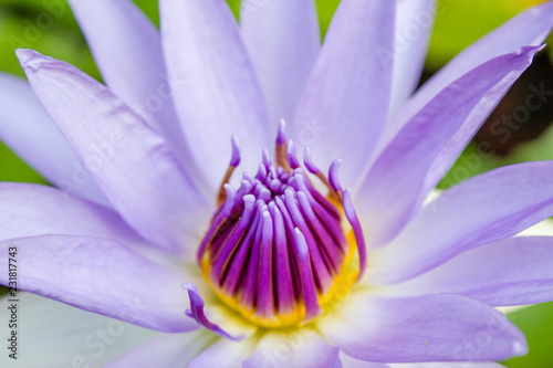 Close up purple lotus