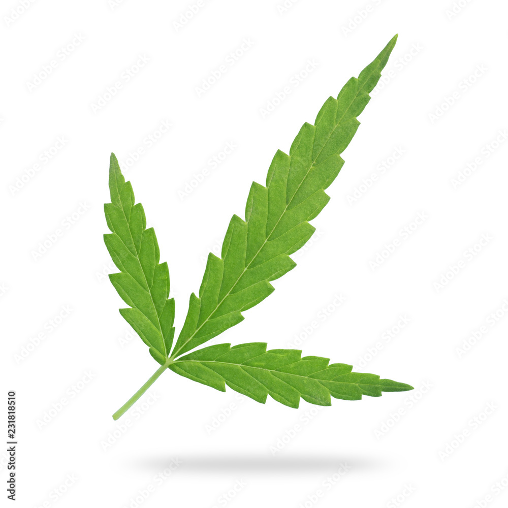 Green fresh of marijuana leaf isolated on white. Saved with clipping path