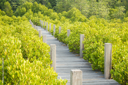 wood bridge and many tree background