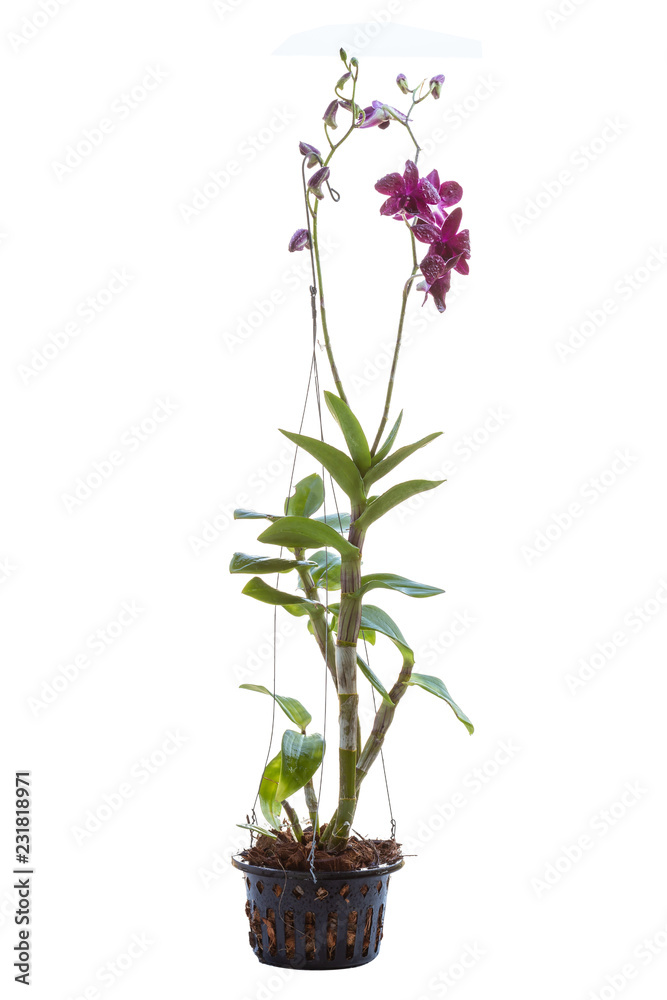 Orchid isolated on white background Orchid isolated on white background