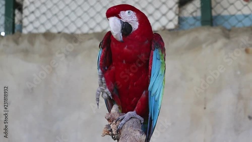 Scarlet Macaw at Badoca Safari Park, beatiful creature relaxing. photo