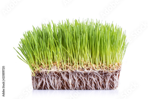 Young green Wheatgrass studio shot isolated on white