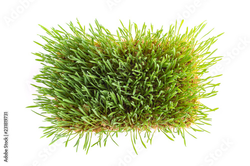 Young green Wheatgrass studio shot isolated on white