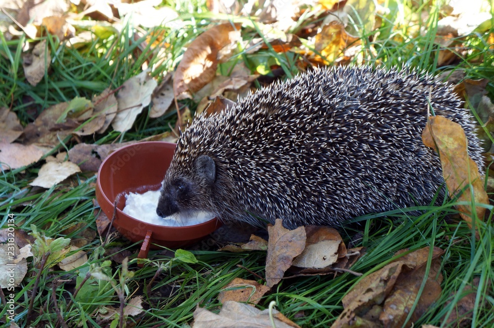 Fototapeta premium hedgehog eating