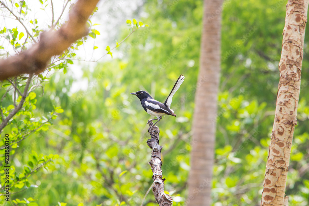 Obraz premium The bird sitting on tree branch