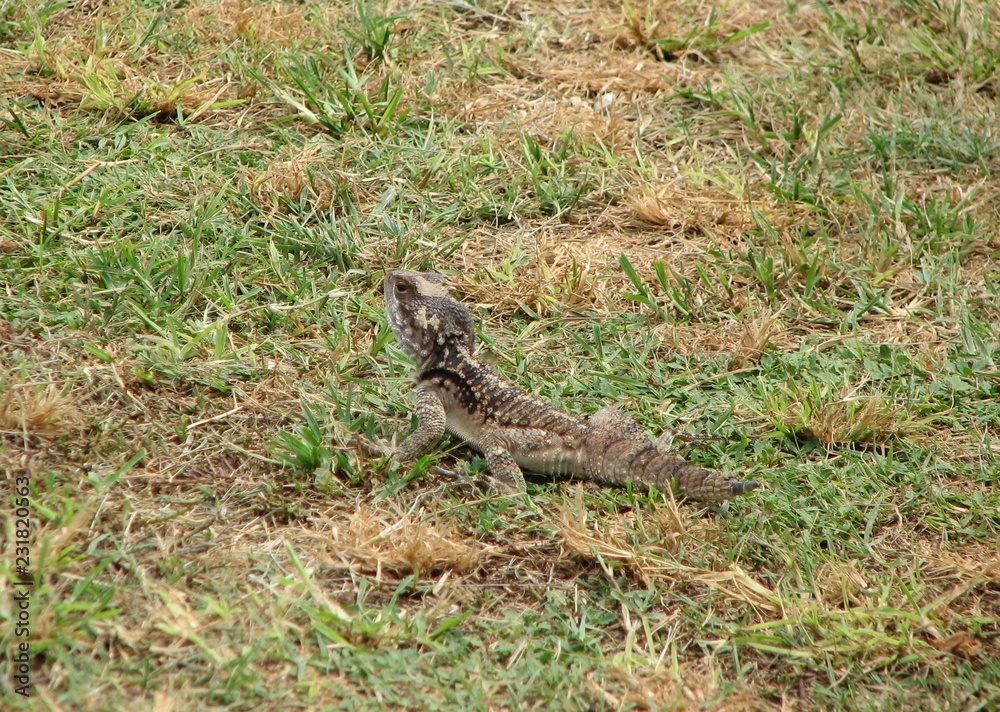 Lizard in grass