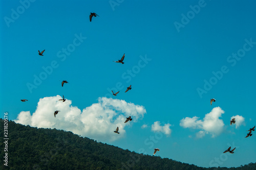 Dove in flight , Pigeons fly / Pigeons are flying in the sky © pattamod