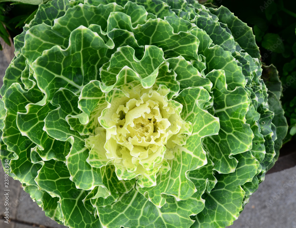 High angle shot of ornamental cabbage High angle shot of ornamental cabbage